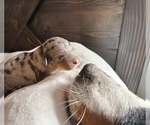 Small #11 Breeder Profile image