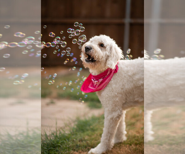 Medium Photo #1  Breeder Profile in ROANOKE, TX, USA