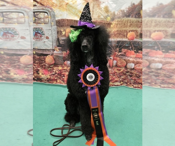 Medium Photo #7  Breeder Profile in NOTTINGHAM, MD, USA
