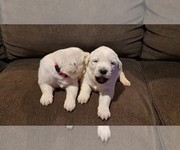 Medium Photo #3  Breeder Profile in DALLAS, GA, USA