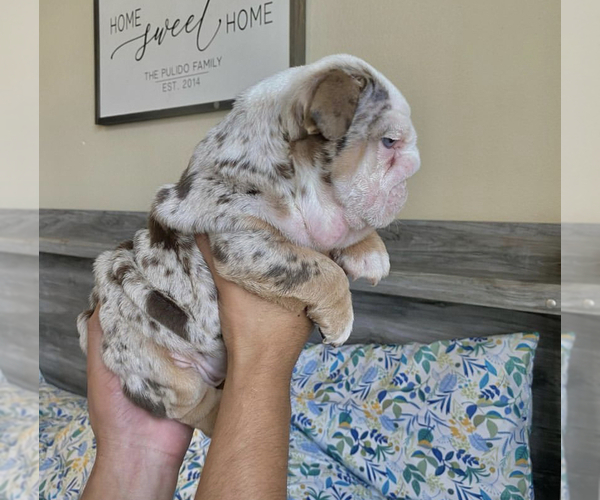 Medium Photo #1  Breeder Profile in LANCASTER, CA, USA