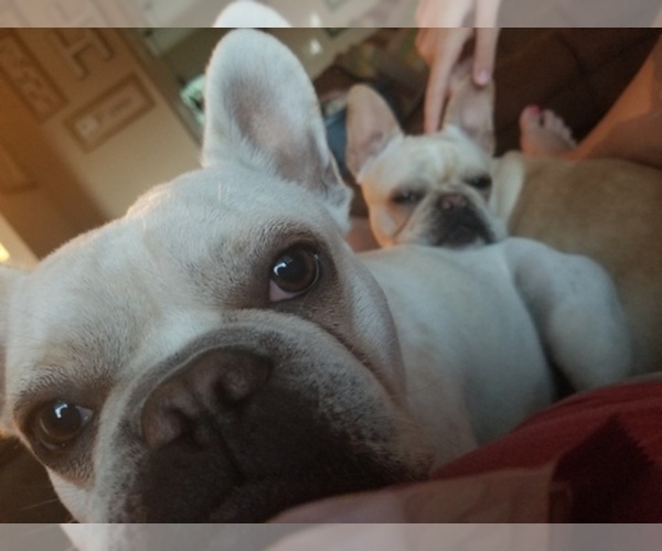 Medium Photo #1  Breeder Profile in EVENING SHADE, MO, USA