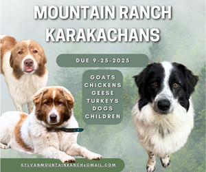 Karakachan Dog Breeder near BATTLE GROUND, WA, USA