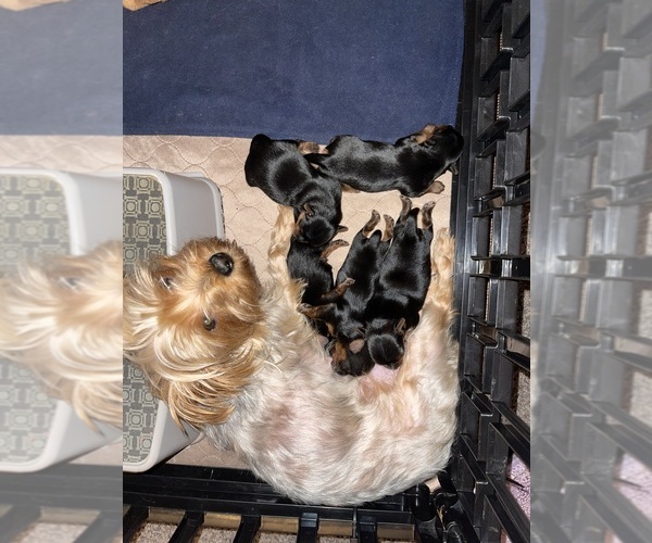 Medium Photo #6  Breeder Profile in WOODBRIDGE, VA, USA