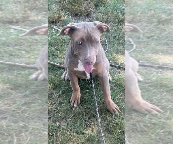 Medium Photo #6  Breeder Profile in TRENTON, NJ, USA