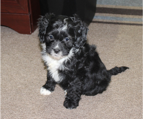 Medium Photo #20  Breeder Profile in CHANUTE, KS, USA