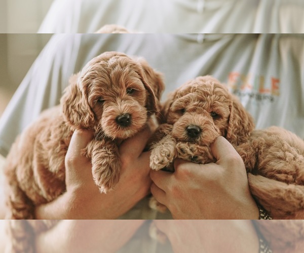 Medium Photo #9  Breeder Profile in FLAT ROCK, NC, USA