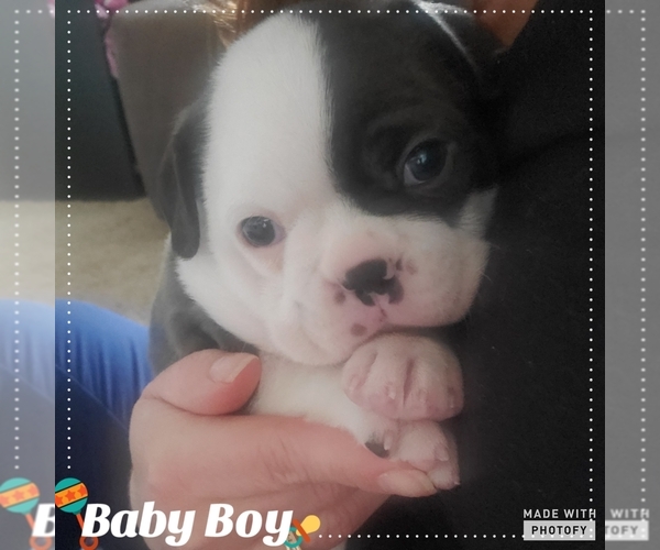 Medium Photo #1  Breeder Profile in FALCON, CO, USA