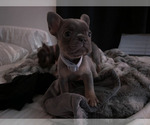 Small breeder photo