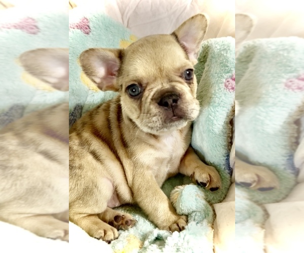 Medium Photo #6  Breeder Profile in RADCLIFF, KY, USA
