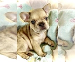 Small #5 Breeder Profile image