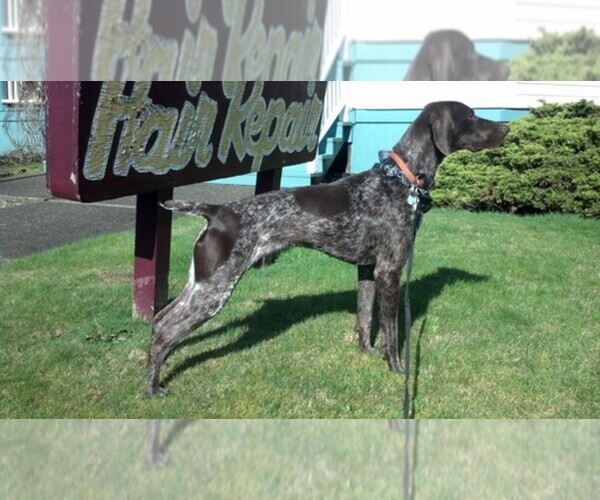 Medium Photo #1  Breeder Profile in TOKELAND, WA, USA