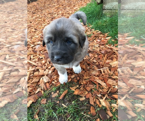 Medium Photo #1  Breeder Profile in YACOLT, WA, USA