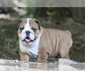 Medium Breeder Profile Photo