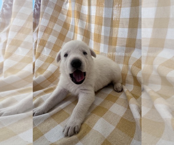 Medium Photo #4  Breeder Profile in SPRINGFIELD, MO, USA