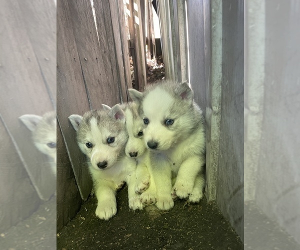 Medium Photo #1  Breeder Profile in BALCONES HEIGHTS, TX, USA