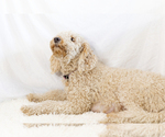 Small #29 Breeder Profile image