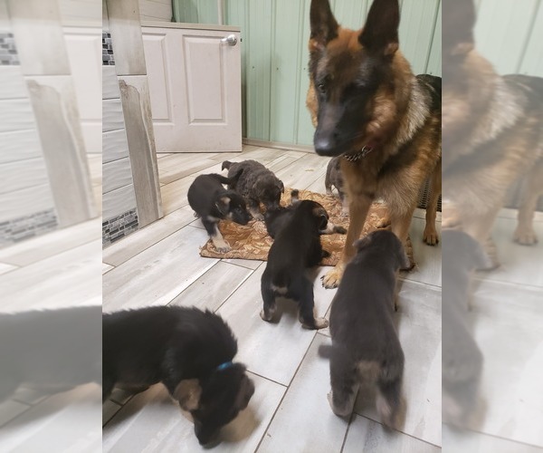 Medium Photo #2  Breeder Profile in GROVERTOWN, IN, USA