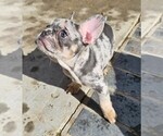 Small #74 Breeder Profile image