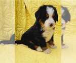 Small #11 Breeder Profile image