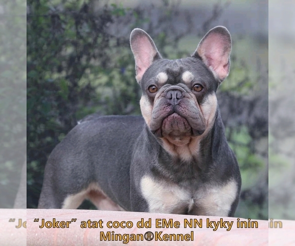 Medium Photo #1  Breeder Profile in PUNTA GORDA, FL, USA