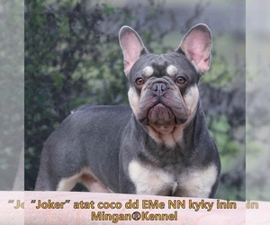 French Bulldog Dog Breeder in PUNTA GORDA,  USA