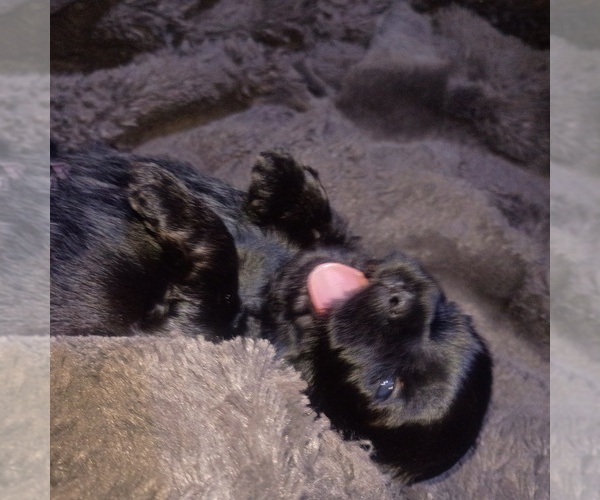 Medium Photo #1  Breeder Profile in STOCKTON, CA, USA