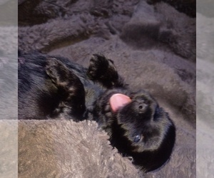 ShiChi Dog Breeder near STOCKTON, CA, USA