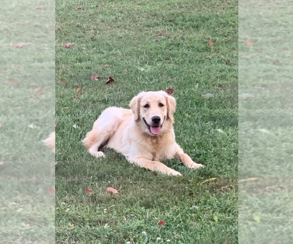 Medium Photo #1  Breeder Profile in PARIS, IL, USA