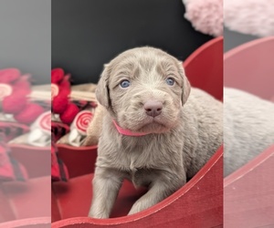 Weimaraner Dog Breeder near EVART, MI, USA