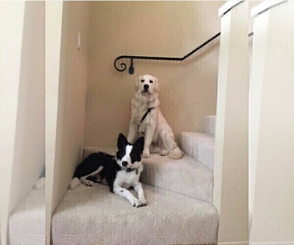 Medium Photo #52  Breeder Profile in CONWAY, MO, USA