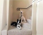Small #51 Breeder Profile image