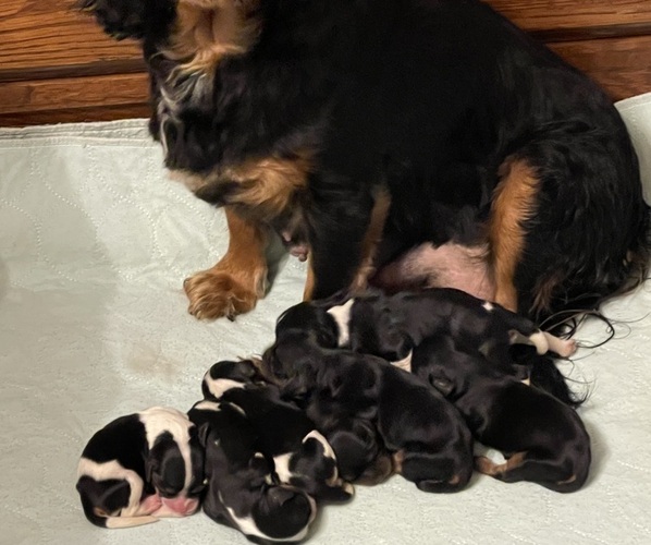 Medium Photo #3  Breeder Profile in LIBERTY, MS, USA