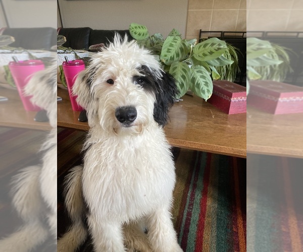 Medium Photo #9  Breeder Profile in MONTEVIEW, ID, USA