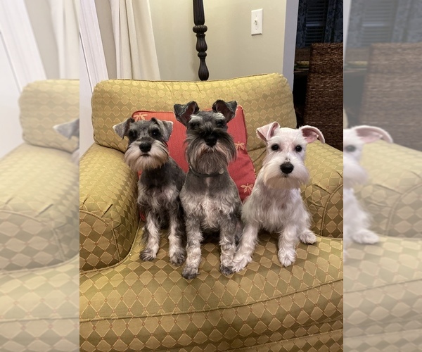Medium Photo #1  Breeder Profile in WHITE HOUSE, TN, USA