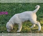 Small #14 Breeder Profile image