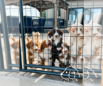 Small #12 Breeder Profile image