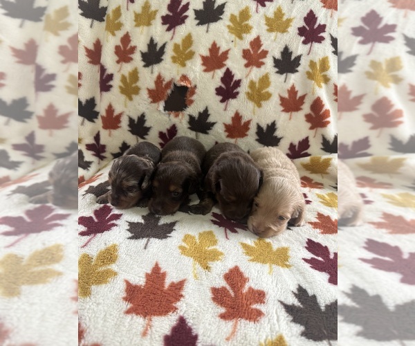 Medium Photo #2  Breeder Profile in CRETE, IL, USA