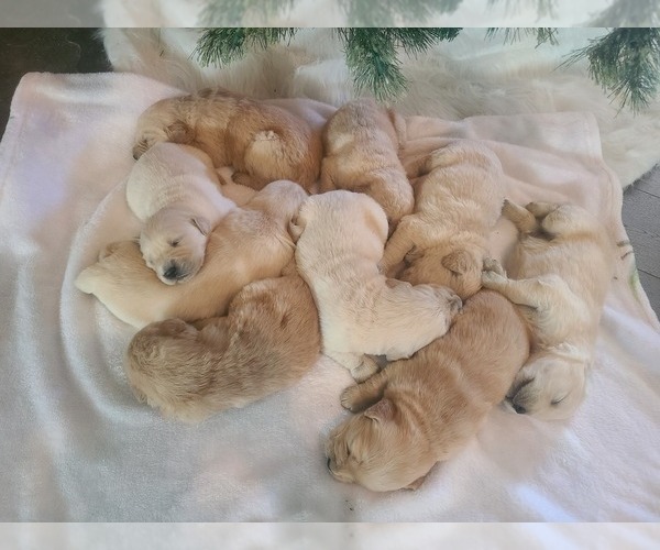 Medium Photo #2  Breeder Profile in MONTEZUMA, GA, USA