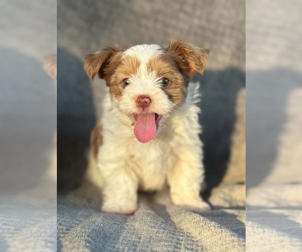 Medium Photo #4  Breeder Profile in DAYTON, TX, USA