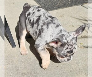 French Bulldog Dog Breeder in CHINO HILLS,  USA