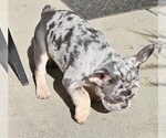 Small breeder photo