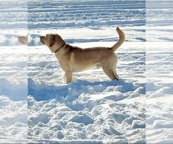 Medium Photo #2  Breeder Profile in BILLINGS, MT, USA