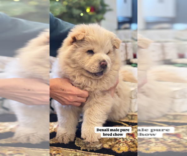 Medium Photo #2  Breeder Profile in SAINT GEORGE, UT, USA