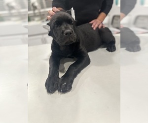 Cane Corso Dog Breeder near HESPERIA, CA, USA
