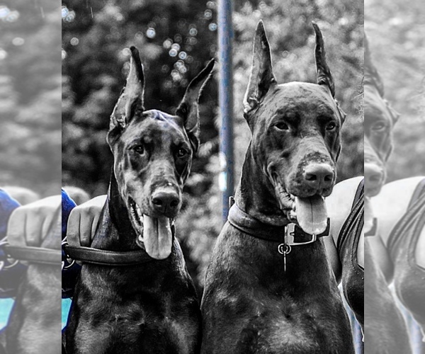 Medium Photo #1  Breeder Profile in STATEN ISLAND, NY, USA