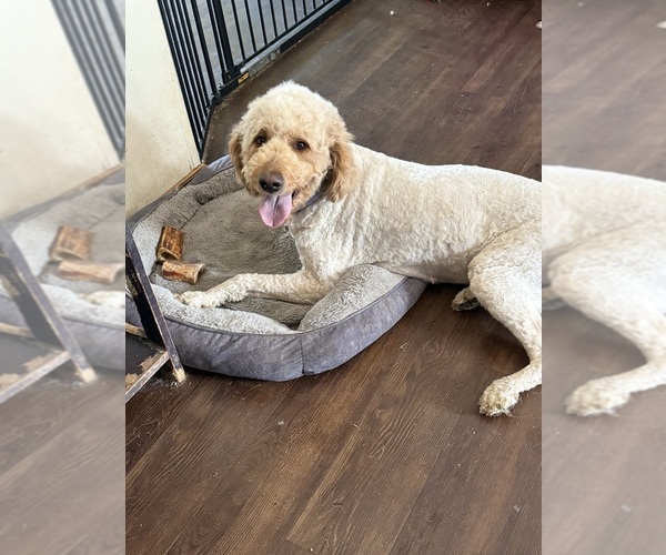 Medium Photo #28  Breeder Profile in PICKFORD, MI, USA