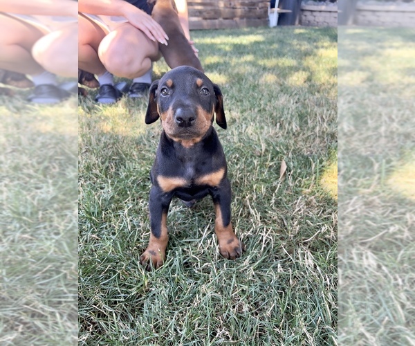 Medium Photo #1  Breeder Profile in SALEM, OR, USA