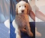 Small #1 Breeder Profile image