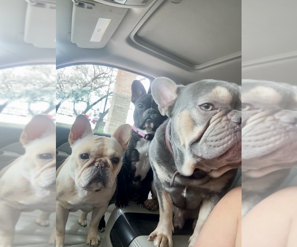 Medium Photo #1  Breeder Profile in BIG RAPIDS, MI, USA